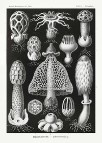 Basimycetes by Ernst Haeckel Poster – Scientific Illustration — Ansicht 1