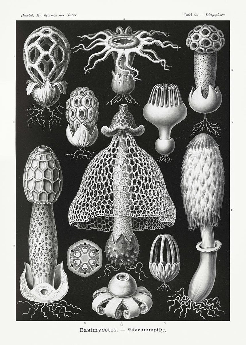 Basimycetes by Ernst Haeckel Poster – Scientific Illustration — Patroa Studio