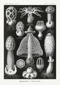 Basimycetes by Ernst Haeckel Poster – Scientific Illustration