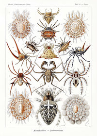 Arachnida by Ernst Haeckel Poster – Scientific Illustration — Ansicht 1