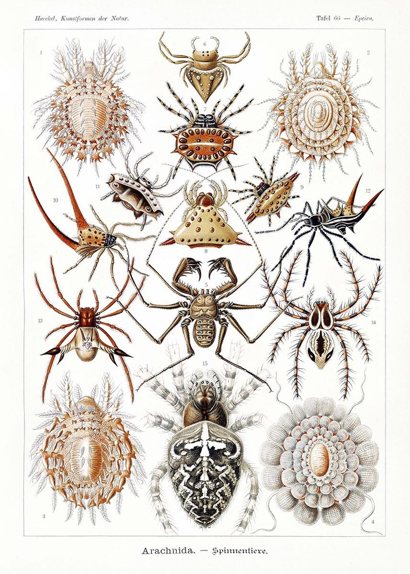 Arachnida by Ernst Haeckel Poster – Scientific Illustration — Patroa Studio