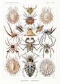 Arachnida by Ernst Haeckel Poster – Scientific Illustration