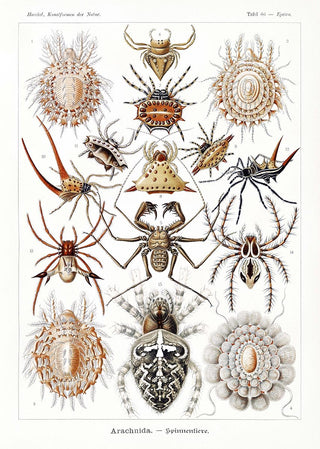 Arachnida by Ernst Haeckel Poster – Wissenschaftliche Illustration