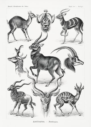 Filigranes Scientific-Art-Motiv „Antilopina“ von Ernst Haeckel mit symmetrischen Naturformen als Kunstdruck in verschiedenen Größen, ohne Rahmen.
