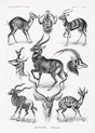 Antilopina – Ernst Haeckel Scientific Art Print Fine Art Poster