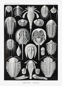 Aspidonia by Ernst Haeckel Poster – Scientific Illustration — Ansicht 1