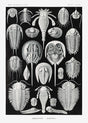Aspidonia by Ernst Haeckel Poster – Scientific Illustration