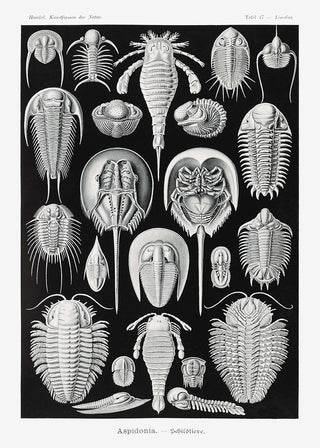 Aspidonia by Ernst Haeckel Poster – Wissenschaftliche Illustration
