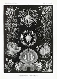 Ascomycetes by Ernst Haeckel Poster – Scientific Illustration — Ansicht 1