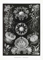 Ascomycetes by Ernst Haeckel Poster – Scientific Illustration