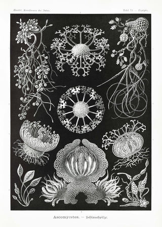 Ascomycetes by Ernst Haeckel Poster – Wissenschaftliche Illustration