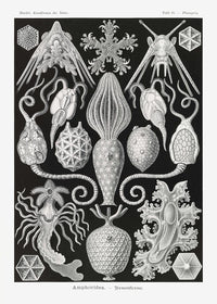 Amphoridea – Ernst Haeckel Scientific Art Poster Fine Art Print Canvas — Ansicht 1