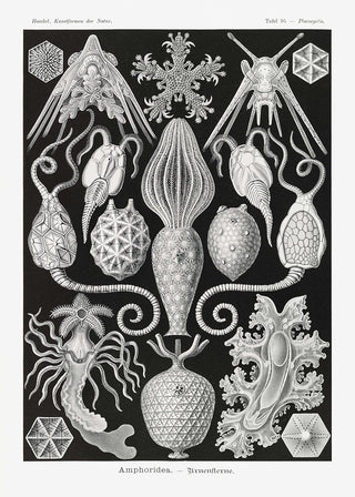 Wissenschaftliches Poster „Amphoridea“ von Ernst Haeckel als Fine Art Paper (225g) oder Canvas (380g) in A3–A0/B2–B0, ohne Rahmen.
