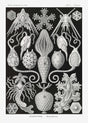 Amphoridea – Ernst Haeckel Scientific Art Poster Fine Art Print Canvas