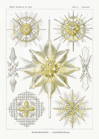 Filigranes Scientific-Art-Poster „Acanthometra“ von Ernst Haeckel als Fine Art Paper (225g) oder Canvas (380g) in A3–A0/B2–B0, ohne Rahmen.
