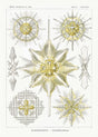 Acanthometra by Ernst Haeckel – Scientific Art Print Wall Decor
