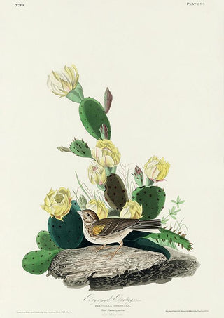 Fringilla Graminea from Birds of America Poster