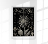 Phaeodaria Haeckel – Fine Art Poster | Radiolarien | Kunst — Ansicht 1