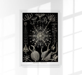 Phaeodaria von Ernest Haeckel als Fine Art Canvas Poster: Berühmte Radiolarien-Illustrationen mit wissenschaftlicher Präzision und ästhetischer Schönheit.