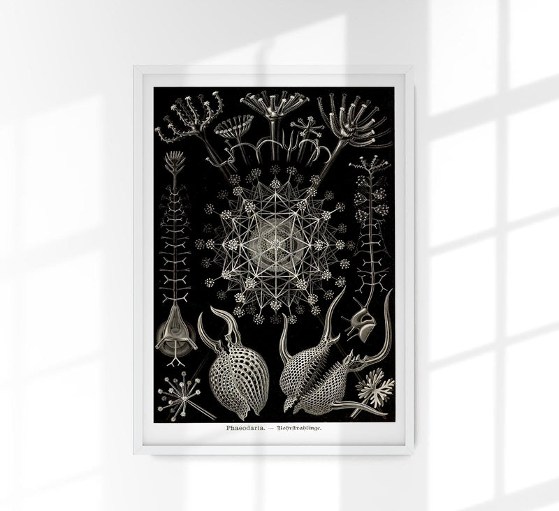 Phaeodaria Haeckel – Fine Art Poster | Radiolarien | Kunst — Patroa Studio