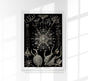 Phaeodaria Haeckel – Fine Art Poster | Radiolarien | Kunst