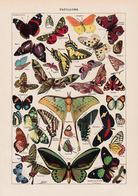Papillons Chart Larousse Poster – Butterflies Art Print — Ansicht 8