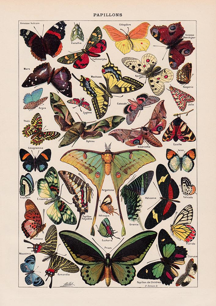 Papillons Chart Larousse Poster – Butterflies Art Print — Ansicht 8