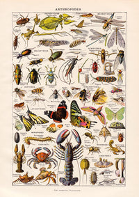Arthropodes Chart Larousse Poster - Scientific Insect Wall Chart — Ansicht 3