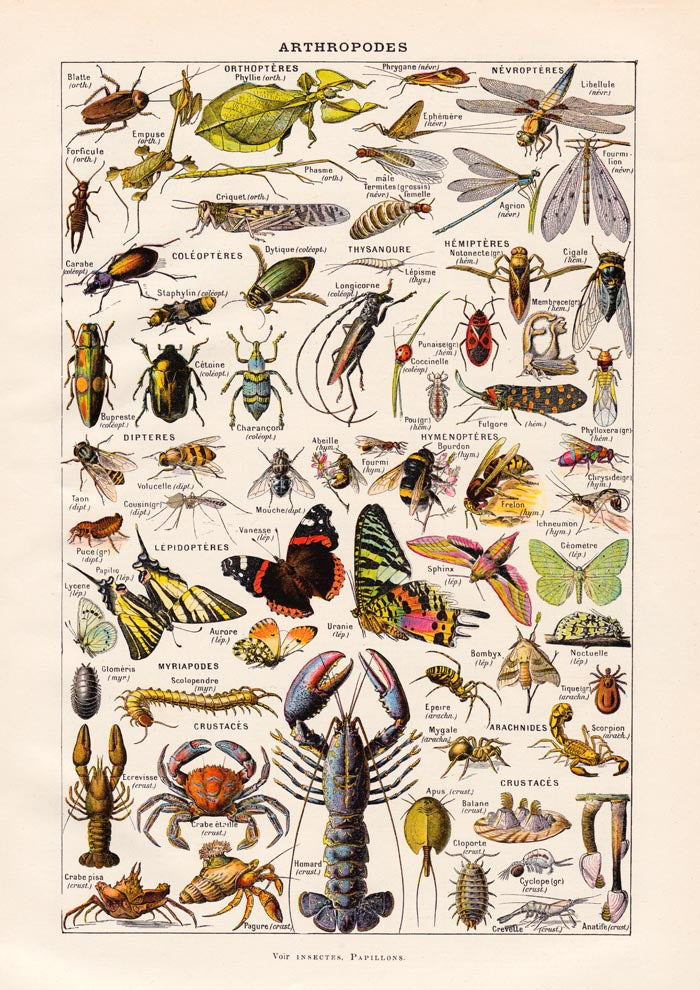 Arthropodes Chart Larousse Poster - Scientific Insect Wall Chart — Ansicht 3