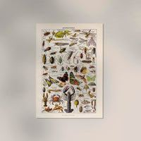 Arthropodes Chart Larousse Poster - Scientific Insect Wall Chart — Ansicht 2