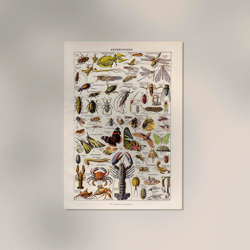 Arthropodes Chart Larousse Poster - Scientific Insect Wall Chart — Ansicht 2
