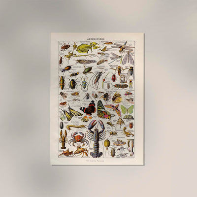 Arthropodes Chart Larousse Poster – Wissenschaftliche Insektenwandtafel