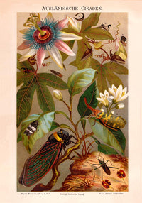 Exotic Grig Poster – Chromolithographie Vintage Naturkunde — Ansicht 3