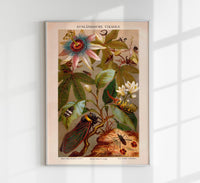 Exotic Grig Poster – Chromolithographie Vintage Naturkunde — Ansicht 1