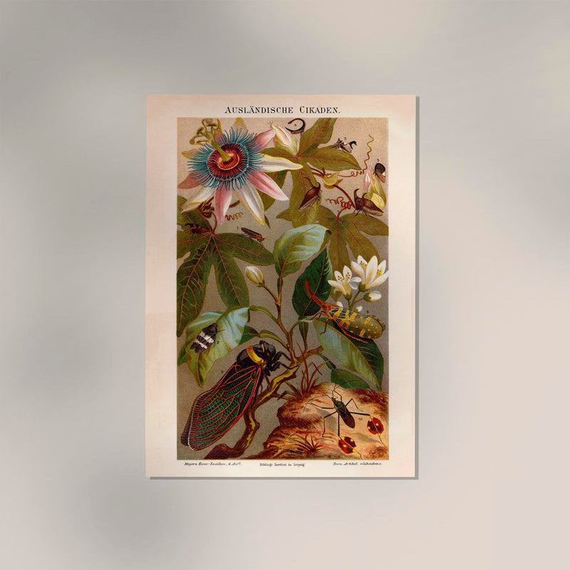 Exotic Grig Poster – Chromolithographie Vintage Naturkunde — Ansicht 2