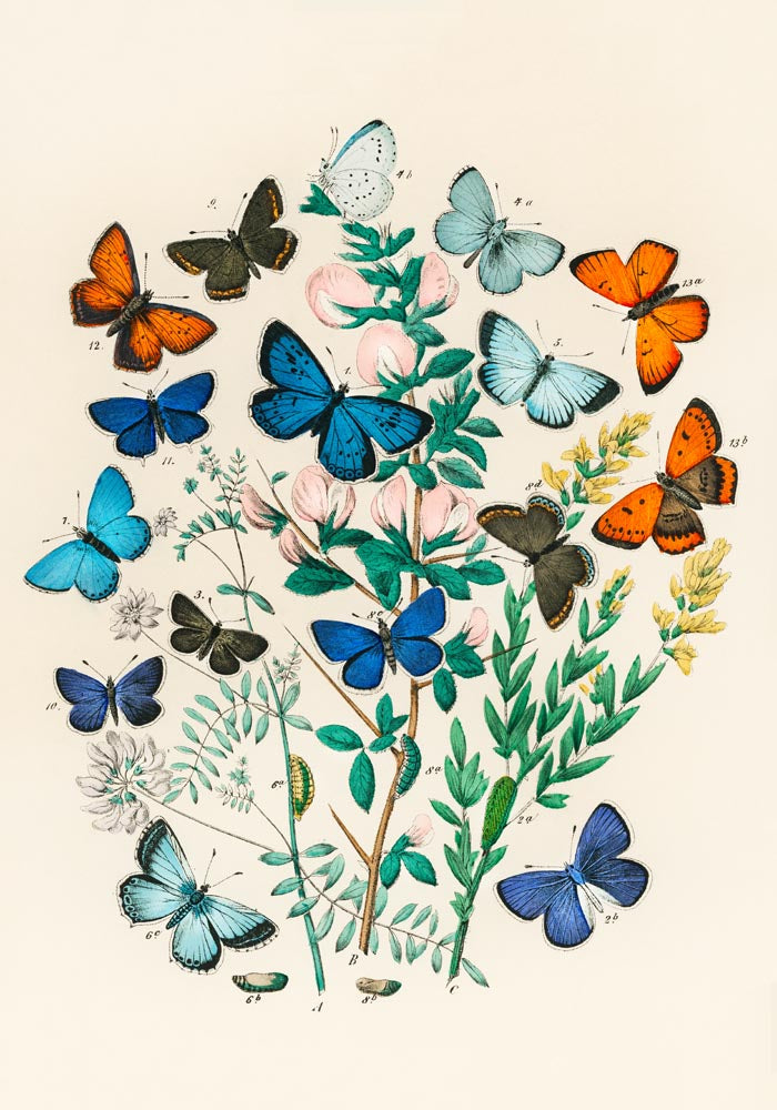Colorful Butterflies Poster - Art print with UV-resistant pigments — Ansicht 3