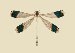 Dragonfly – Poster | Fine Art Print | Zarte Insektenillustration