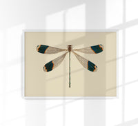 Dragonfly – Poster | Fine Art Print | Zarte Insektenillustration — Ansicht 1