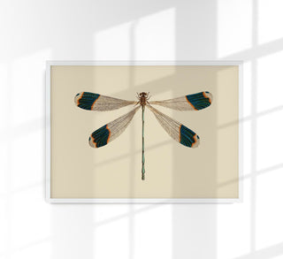 Dragonfly – Poster | Fine Art Print | Delicate Insect Illustration