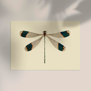 Dragonfly – Poster | Fine Art Print | Zarte Insektenillustration