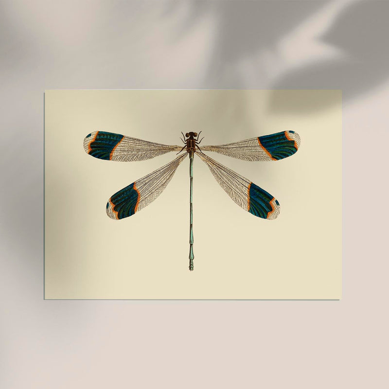 Dragonfly – Poster | Fine Art Print | Zarte Insektenillustration — Ansicht 3