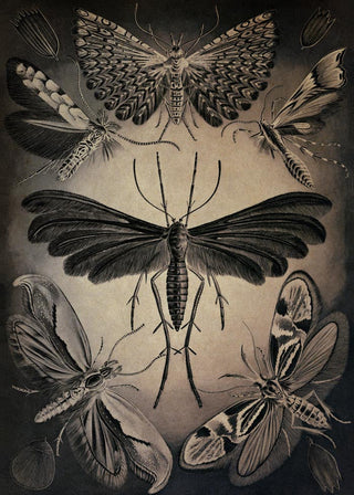 Haeckel Moths Poster – Fine Art Print | UV-Resistant | Canvas Edition