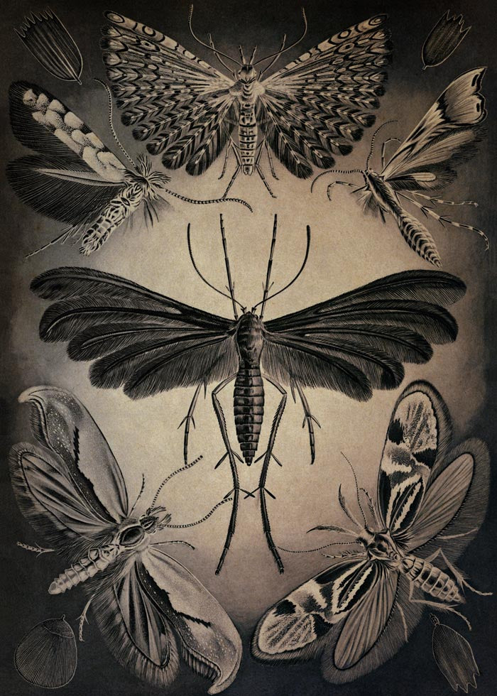Haeckel Moths Poster – Fine Art Print UV-resistent Canvas — Ansicht 3
