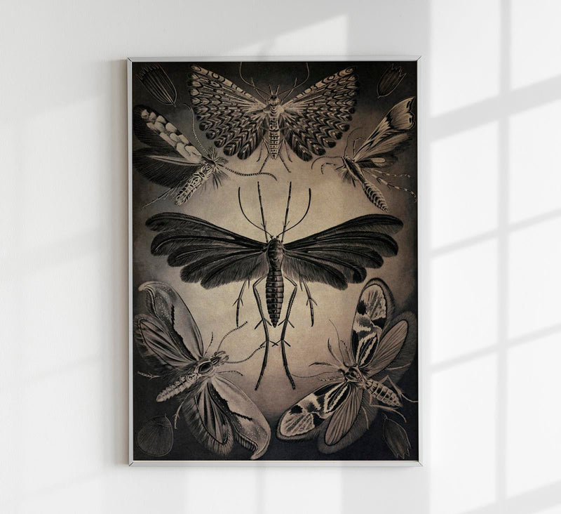 Haeckel Moths Poster – Fine Art Print UV-resistent Canvas — Patroa Studio