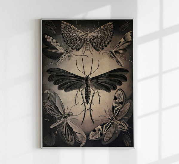 Haeckel Moths Poster – Fine Art Print UV-resistent Canvas