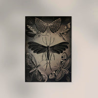 Haeckel Moths Poster – Fine Art Print UV-resistent Canvas — Ansicht 2