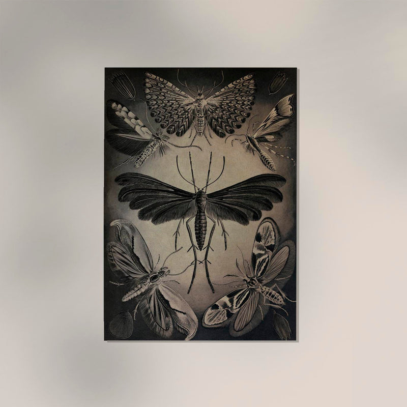 Haeckel Moths Poster – Fine Art Print UV-resistent Canvas — Ansicht 2