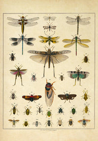 Insects by Oken Poster – Scientific Illustration — Ansicht 3