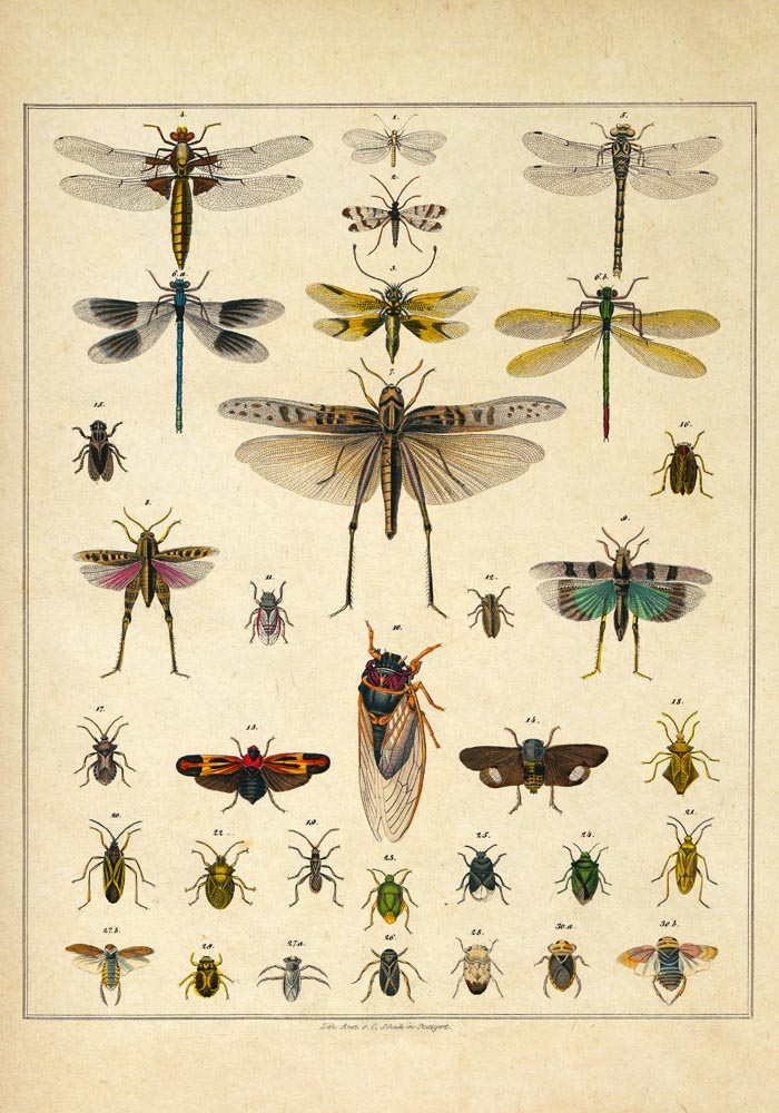 Insects by Oken Poster – Scientific Illustration — Ansicht 3