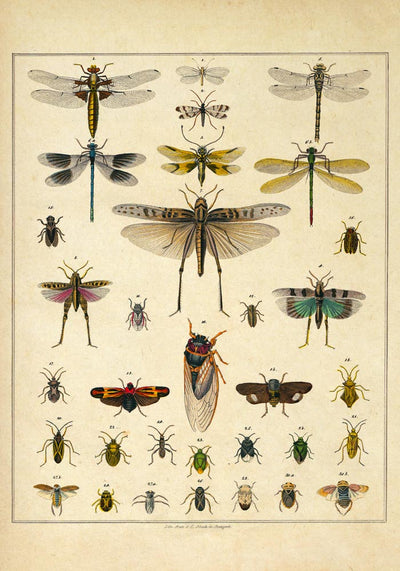 Insects by Oken Poster – Scientific Illustration